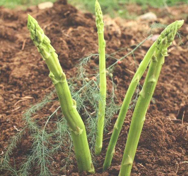 asparagus plant care