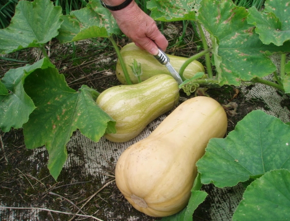 butternut squash plant care