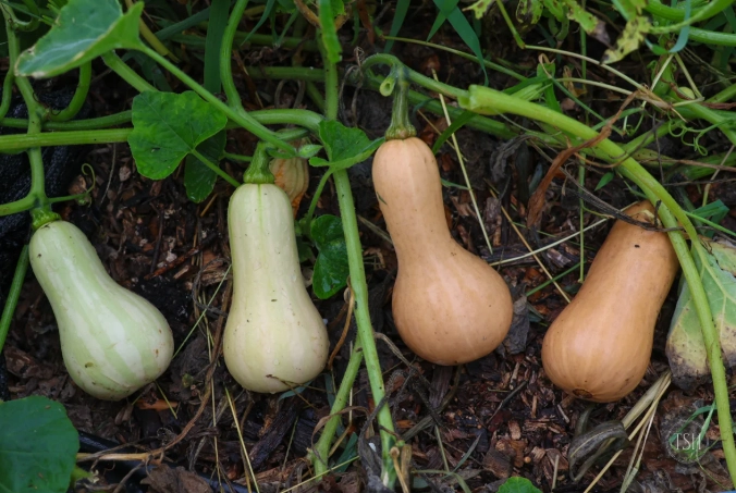 butternut squash season