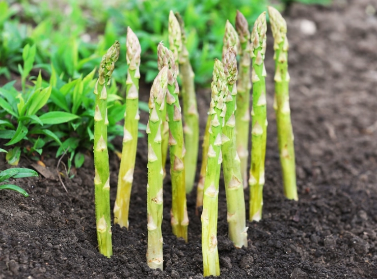 how to grow asparagus
