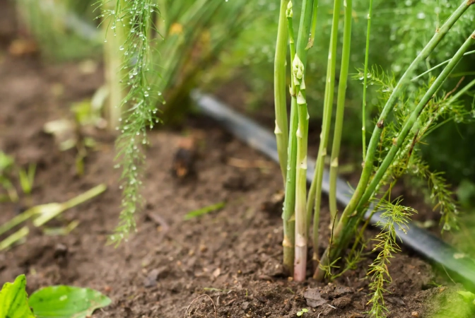 asparagus appearance
