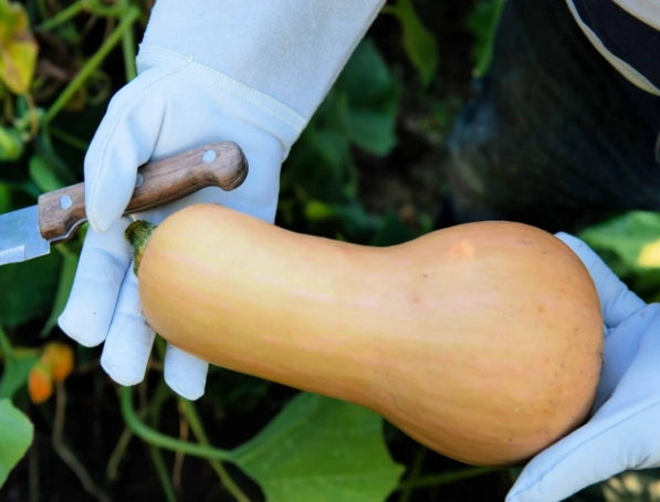 when to pick butternut squash