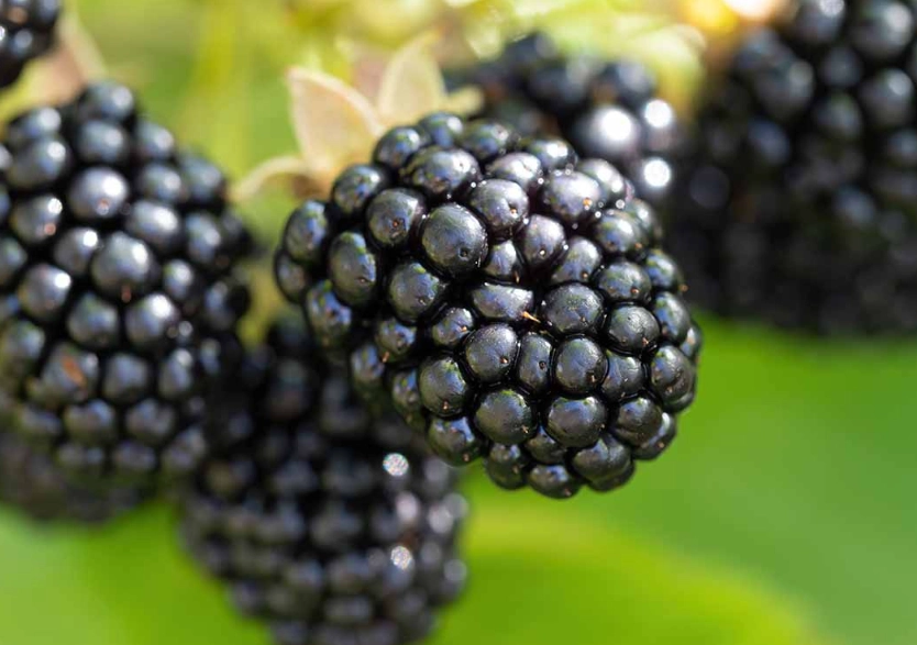 blackberry season