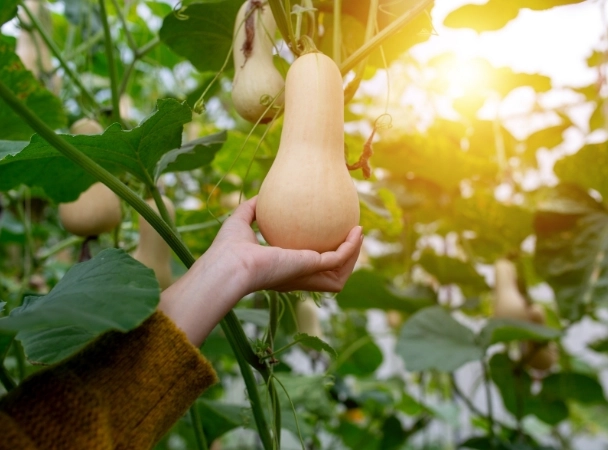 when to harvest butternut squash