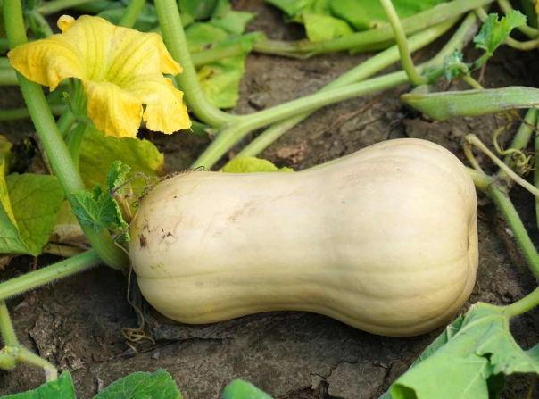 butternut squash varieties