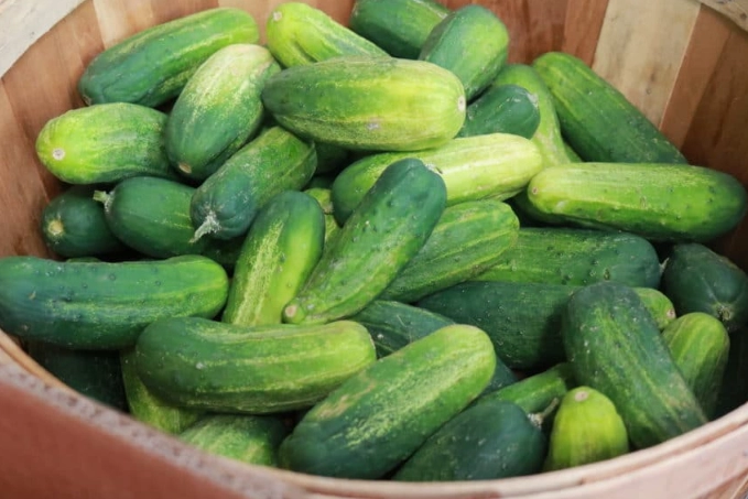 how to pick cucumbers for pickling