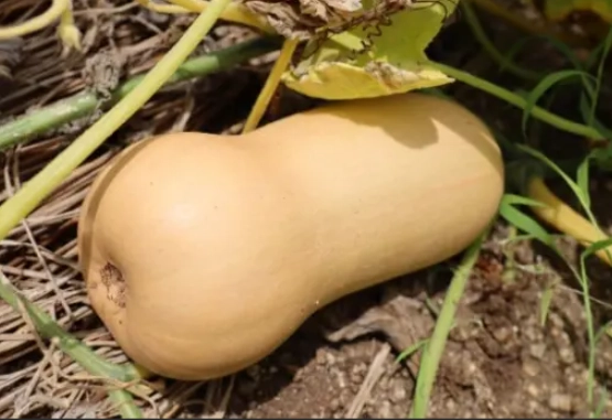 ripe butternut squash