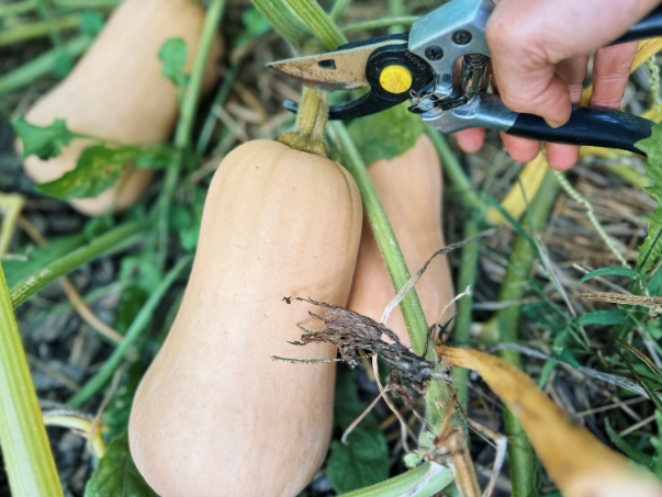 butternut squash harvest time