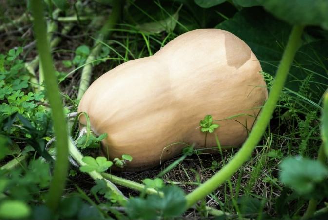 ripe butternut squash