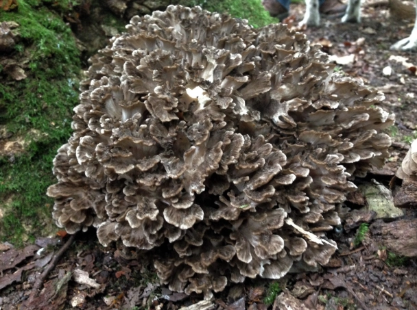 chicken friendly woodland