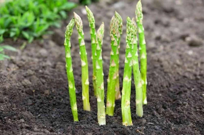 asparagus appearance