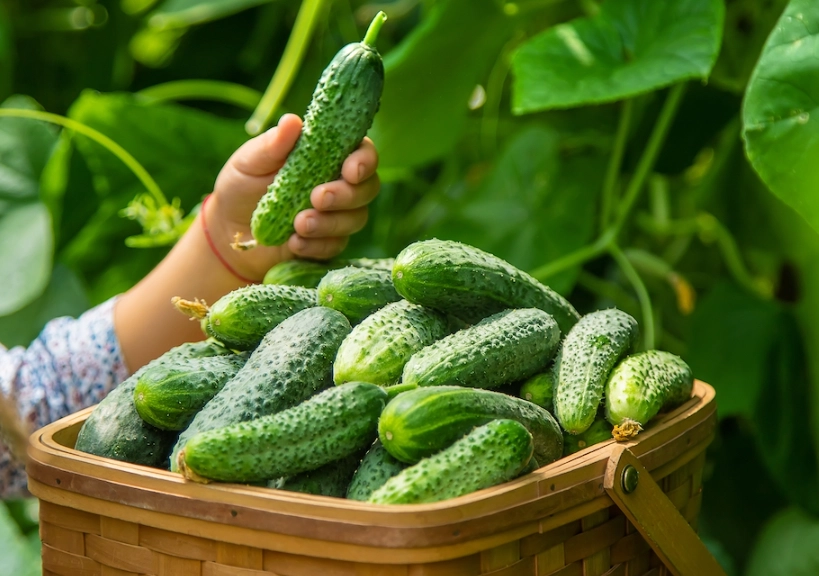 harvesting cucumbers