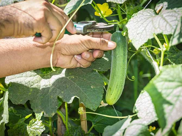 how to tell when cucumbers are ripe