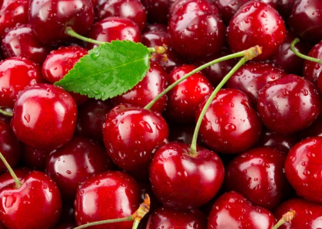 cherry picking season near me