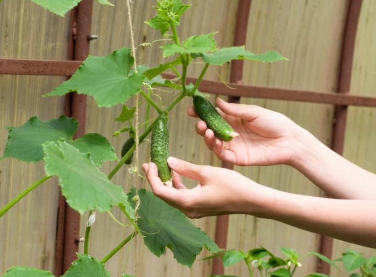 how to tell when cucumbers are ripe