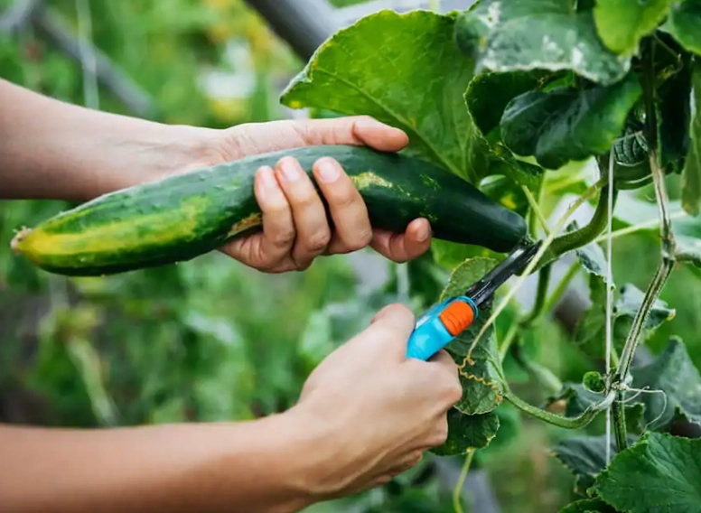 harvesting cucumbers
