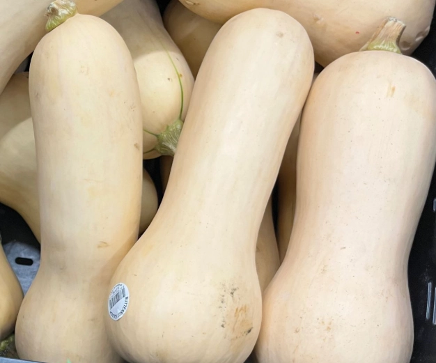 when to harvest butternut squash