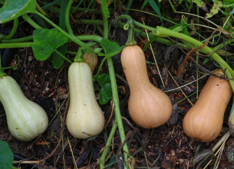 butternut squash picking time