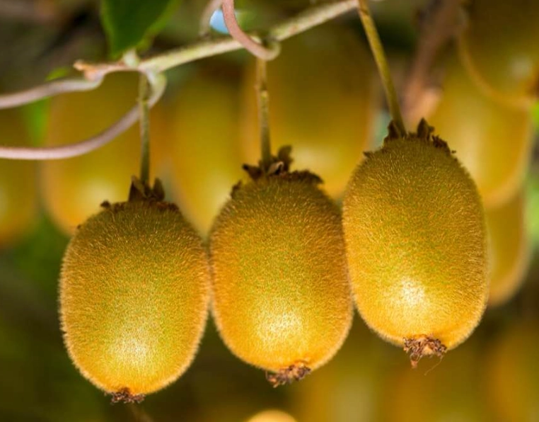 when is kiwi season