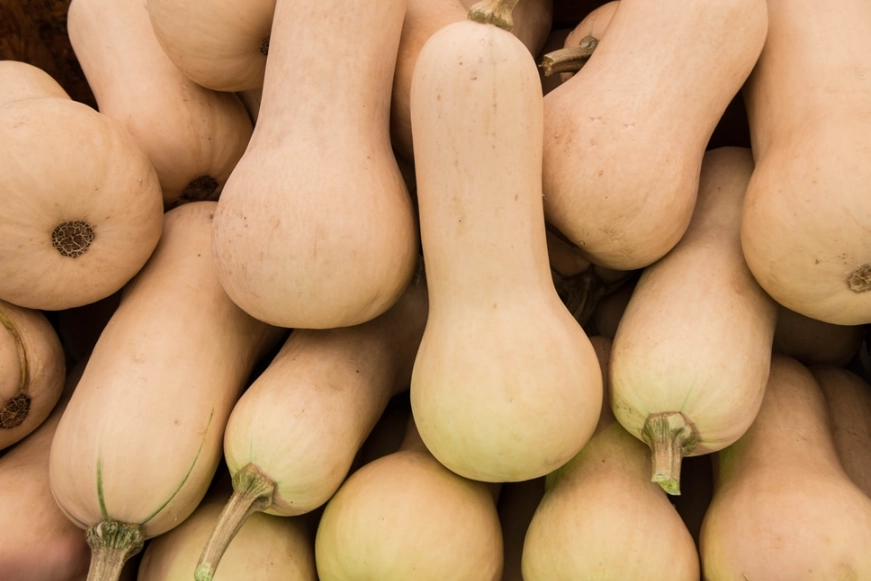 butternut squash ripeness signs