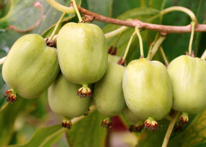 how to pick ripe kiwi