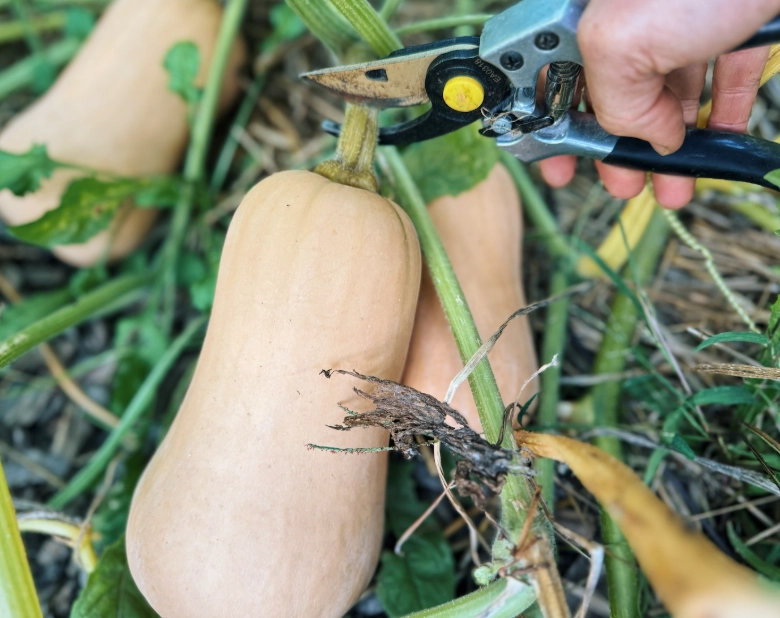 butternut squash picking time