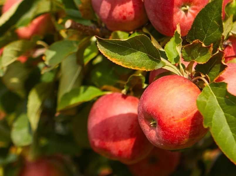 benefits of seasonal fruit