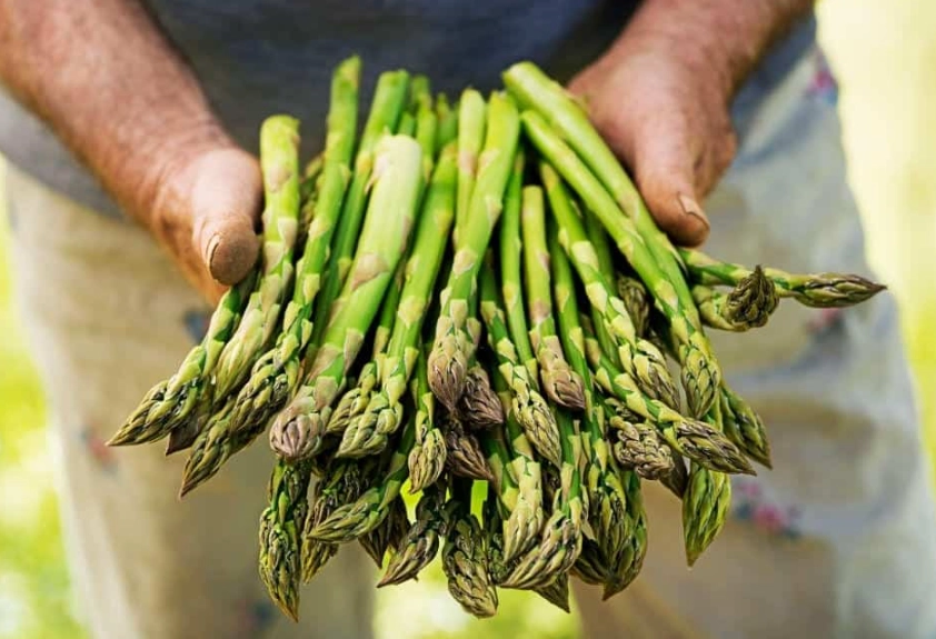 how to grow asparagus