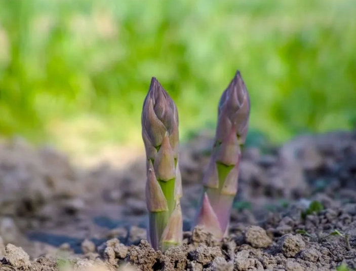 asparagus plant stages