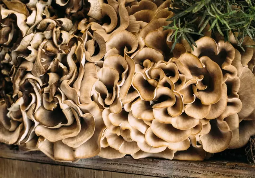 maitake mushroom identification