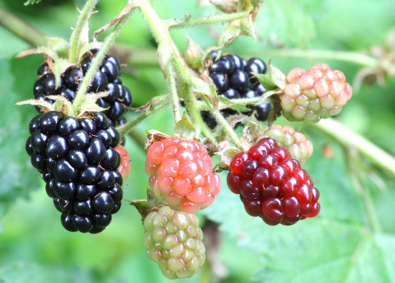 ripe blackberries in season