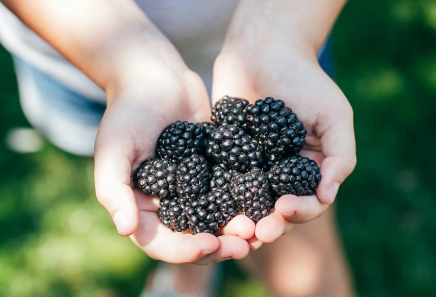 when are blackberries in season