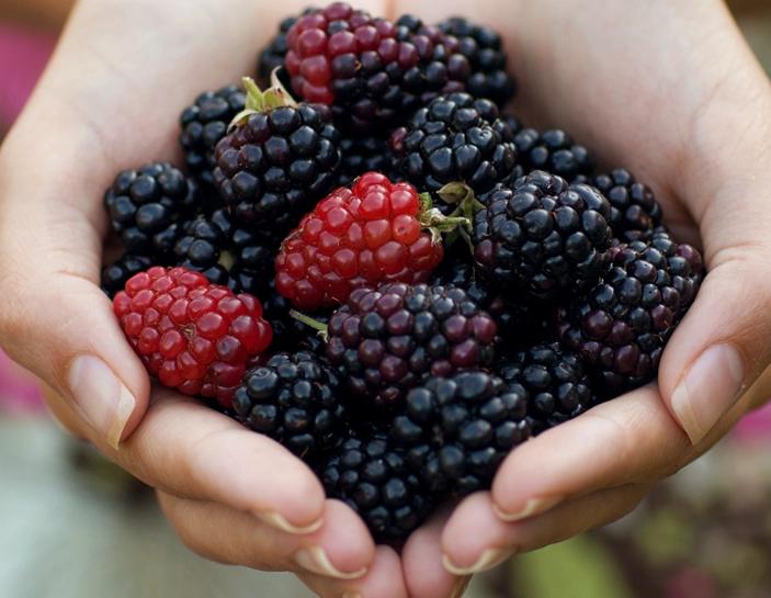 when are blackberries in season
