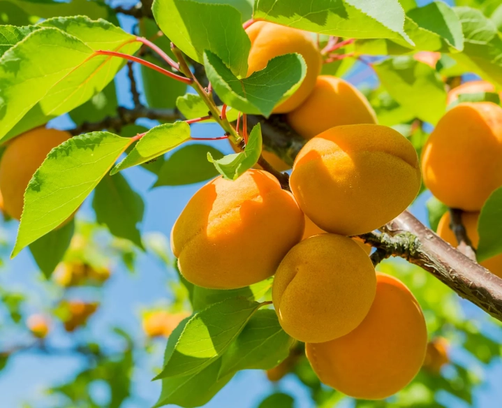 fruits in season may