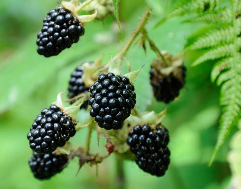 when are blackberries in season