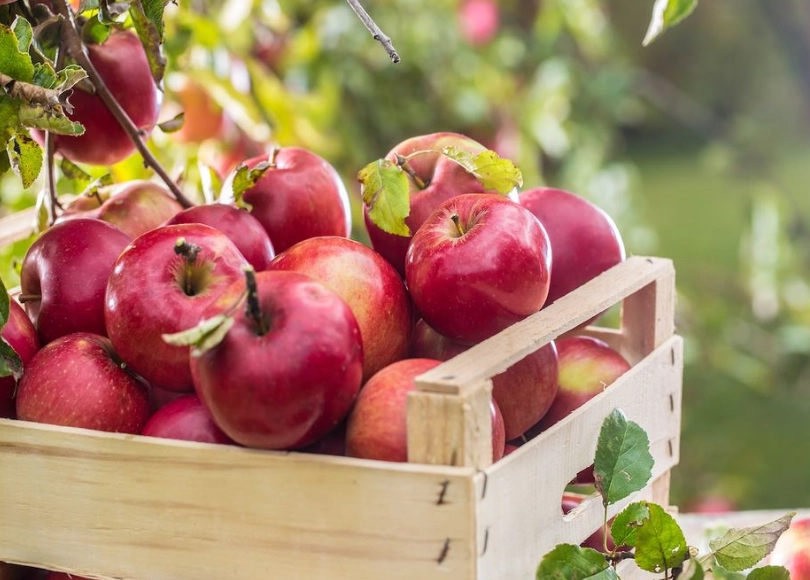 september fruit list