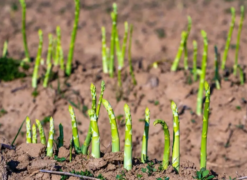 asparagus growing guide