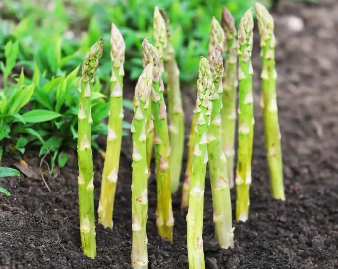 asparagus plants per person