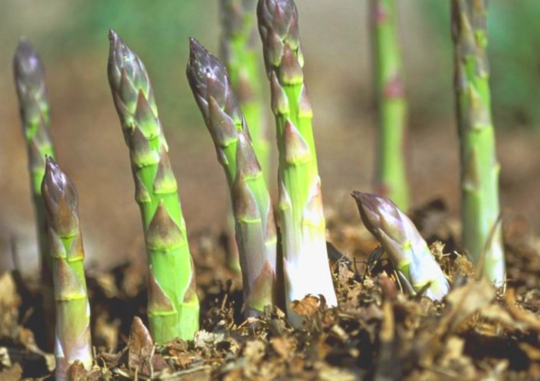 asparagus growing guide