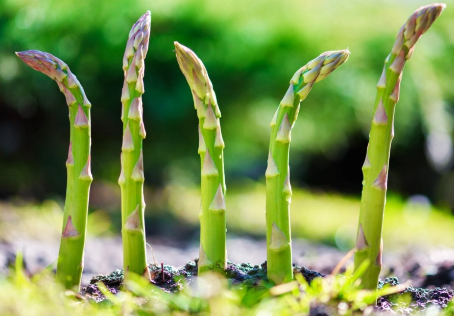 asparagus plants per person