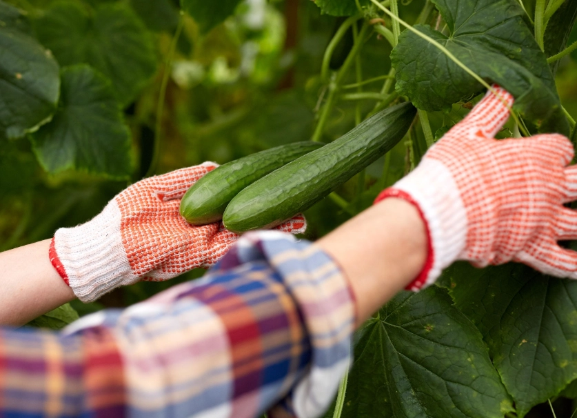 how to tell if a cucumber is ripe