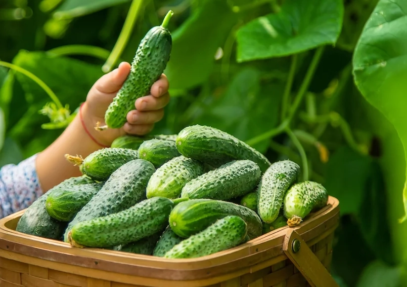 cucumber harvesting tips