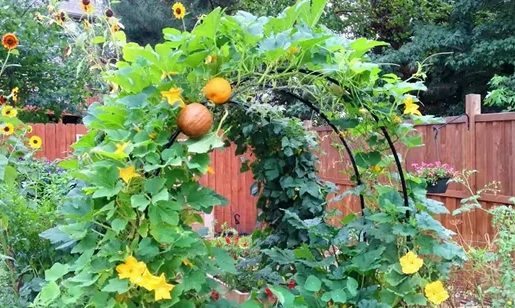 growing butternut squash vertically
