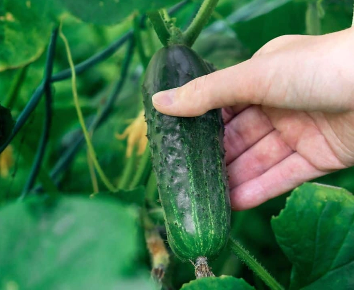 cucumber harvesting tips