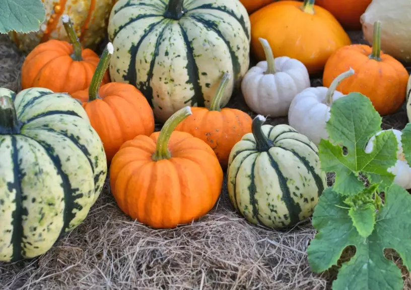 October fruits in season