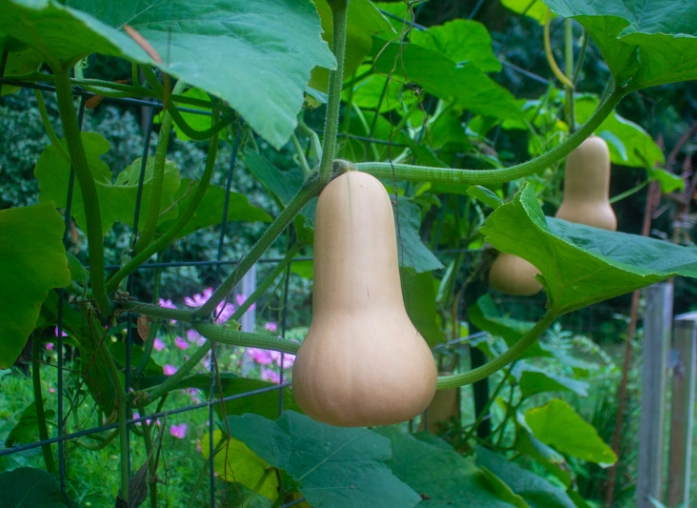 when to pick butternut squash