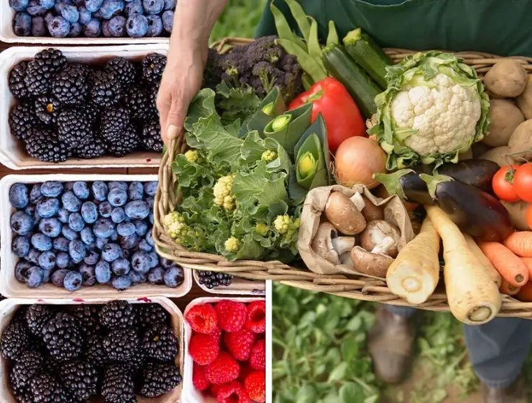 summer produce guide