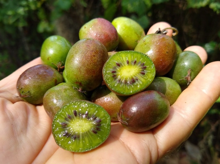 November seasonal fruits