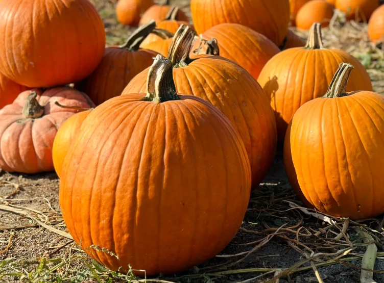 butternut pumpkin ripening signs