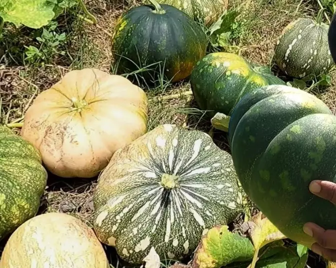 butternut pumpkin harvest time